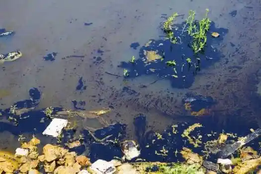 Праектаванне купальных сажалак, будаўніцтва — біарэмедыяцыя вады