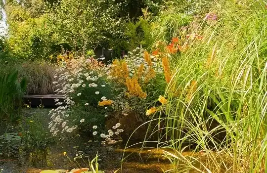 Дызайн купальных сажалак, будаўніцтва — Прыродныя сады